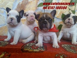 Buldog Francez 300 euro si Bulldog Englez 450 euro 