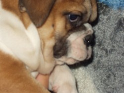 Bulldog Englez cu carnet de sanatate