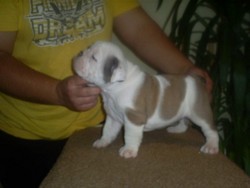 Bulldog englez cu pedigree