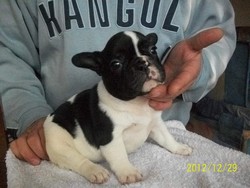 Bulldog francez diverse culori cu carnet