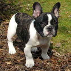 Bulldog francez