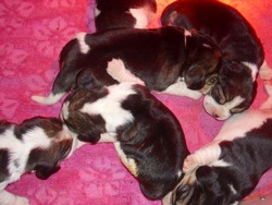 Canisa vand catei Beagle cu Pedigree tip A
