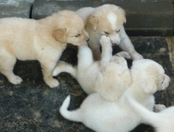 Catei Labrador Retriever