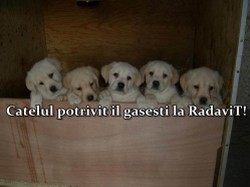 Catei Labrador de vanzare, pret de crescator