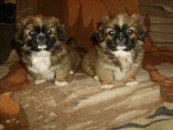 Catei Pechinez imperial,spre vanzare 