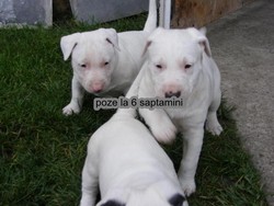 Catei de vanzare de calitate pret real raport.
