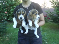 Catelusi Beagle de vanzare