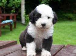 Ciobanesc Englez Bobtail