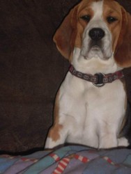 Crescator facem prenotari pt puiuti Beagle cu Pedigree !