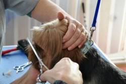Curs Coafor Canin Sibiu