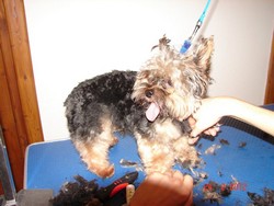 Curs Coafor Canin