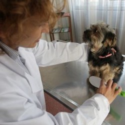 Curs De Coafor Canin Focsani