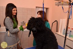 Curs Frizerie Canina Slatina
