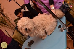 Cursuri Infrumusetare Canina