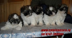 De vanzare catei   Shih-tzu diverse culori