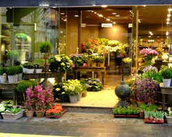 Florarie in Germania 1200 euro