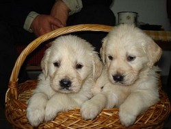 Golden Retrieveri de vanzare!