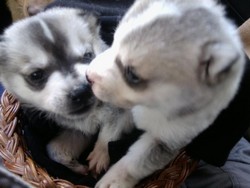 Husky 6 sapt