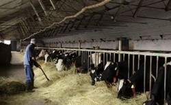 INGRIJESC ANIMALE PENTRU 1.000 DE EURO PE LUNA