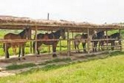 Ingrijire cai 1400 eur/luna in Germania