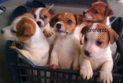 Jack Russel terrier,.Pasaport,microcip