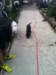 Monta Bulldog Englez
