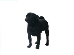 Monta Mops / Pug negru cu Pedigree