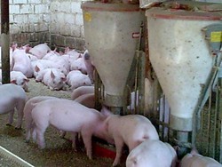 PLECARI URGENTE FERME DE PORCI