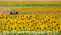 Particular arendam terenuri agricole in Republica Moldova - Basarabia