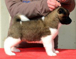 Pui Akita American Hidalgos Spirit