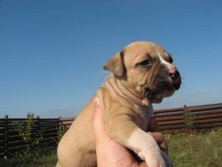 Pui Amstaff cu pedigree din canisa recunoscuta FCI!