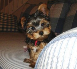 Pui Yorkshire Terrier