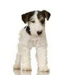 Pui fox terrier wire, 2 femele din monta deosebita