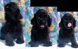 Pui superbi American Cocker Spaniel