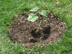 Rasaduri Paulownia 20 - 25 ron