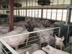 Recrutam barbati pentru ferme de porci Austria/Germania