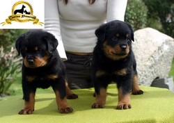 Rottweiler talie mare de vanzare