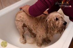 Scoala De Coafor Canin Lanseaza Curs Coafor Canin Bucuresti