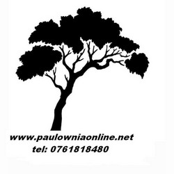 Seminte paulownia hibride si aclimatizate