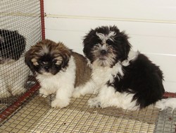 Shih-Tzu