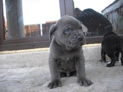 VAND CANE CORSO