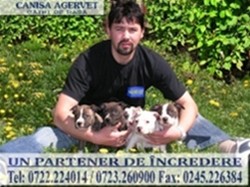 VAND PUI AMSTAFF CU PEDIGREE
