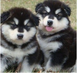 Va oferim spre vanzare catei Malamut de Alaszka si Husky sziverian