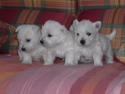 Va oferim spre vanzare catei Westy cezar