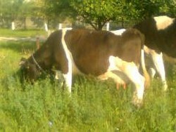 Vand  6 vaci  Holstein  ,pret foarte bun,