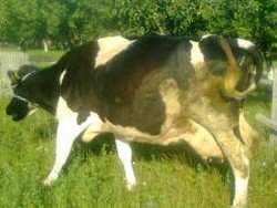 Vand  doua vaci red Holstein ,