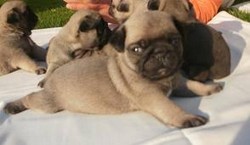 Vand  pui Mops