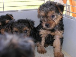 Vand  pui superbi de yorkshire terrier toy