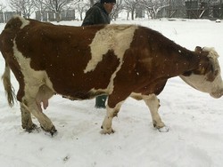 Vand 2 vaci holstein,1 baltata romaneasca.