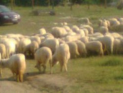 Vand 250 turcane,oachese, bucalai